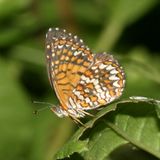 Elada Checkerspot - Microtia elada