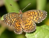 Elada Checkerspot - Microtia elada