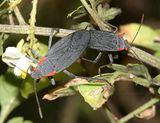 Jadera haematoloma