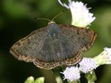 Red-bordered Metalmark - Caria ino