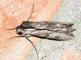 7837 -- Obscure Sphinx Moth -- Erinnyis obscura