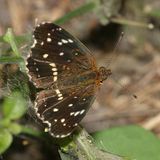 Texan Crescent - Anthanassa texana