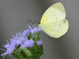 Mimosa Yellow - Pyrisitia nise