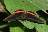 Red Rim - Biblis hyperia