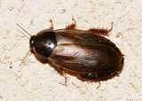 Surinam roach - Pycnoscelus surinamensis