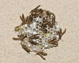 Polistes exclamans