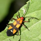 Six-spotted Milkweed Bug - Oncopeltus sexmaculatus