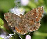 Rounded Metalmark - Calephelis perditalis