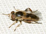 Anasimyia bilinearis