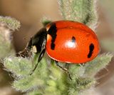 Transverse ladybeetle - Coccinella transversoguttata
