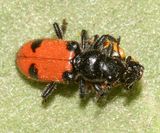 Enoclerus spinolae (eating a lady beetle)