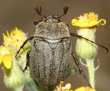 Phyllophaga lanceolata
