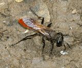 Sphex lucae