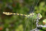 Pale Snaketail - Ophiogomphus severus