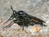 Ospriocerus sp.