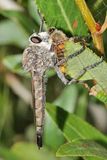 Proctacanthus sp.