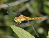 White-faced Meadowhawk - Sympetrum obtrusum
