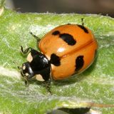 Coccinella monticola