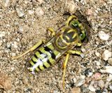 Bembix sp.