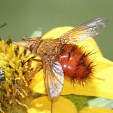 Adejeania vexatrix
