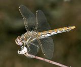 Variegated Meadowhawk - - Sympetrum corruptum (female)