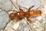 Lasius latipes (queen)
