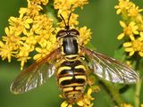 Chrysotoxum sp.