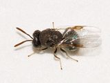 Perilampidae