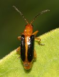 Phyllobrotica limbata