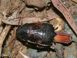  Uhlers Wood Cockroach - Parcoblatta uhleriana (depositing Ootheca)