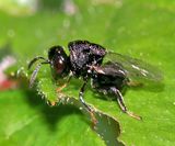 Perilampidae