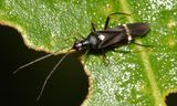 Pseudoxenetus regalis