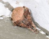 Neoscona crucifera