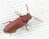 Eastern Deathwatch Beetle - Hemicoelus carinatus