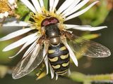 Lapposyrphus lapponicus