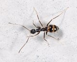 Longhorn Crazy Ant -Paratrechina longicornis