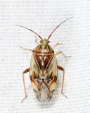 Lygus vanduzeei