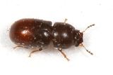 Ceracis sp.