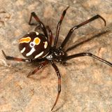subadult male Northern Black Widow - Latrodectus variolus