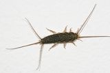 Four-lined Silverfish - Ctenolepisma lineata
