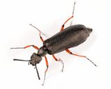 Lytta aenea