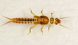 Sweltsa lateralis