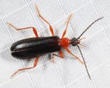 Dendroides canadensis