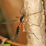 Ctenophora dorsalis