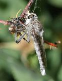 Promachus princeps