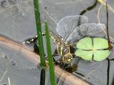 Paddle-tailed Darner - Aeshna palmata