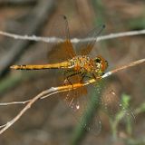 Western Meadowhawk - Sympetrum semicinctum occidentale