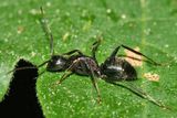 Bicolored Carpenter Ant - Camponotus vicinus