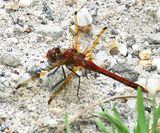 Red-Veined Meadowhawk - Sympetrum madidum