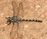 Black Petaltail - Tanypteryx hageni